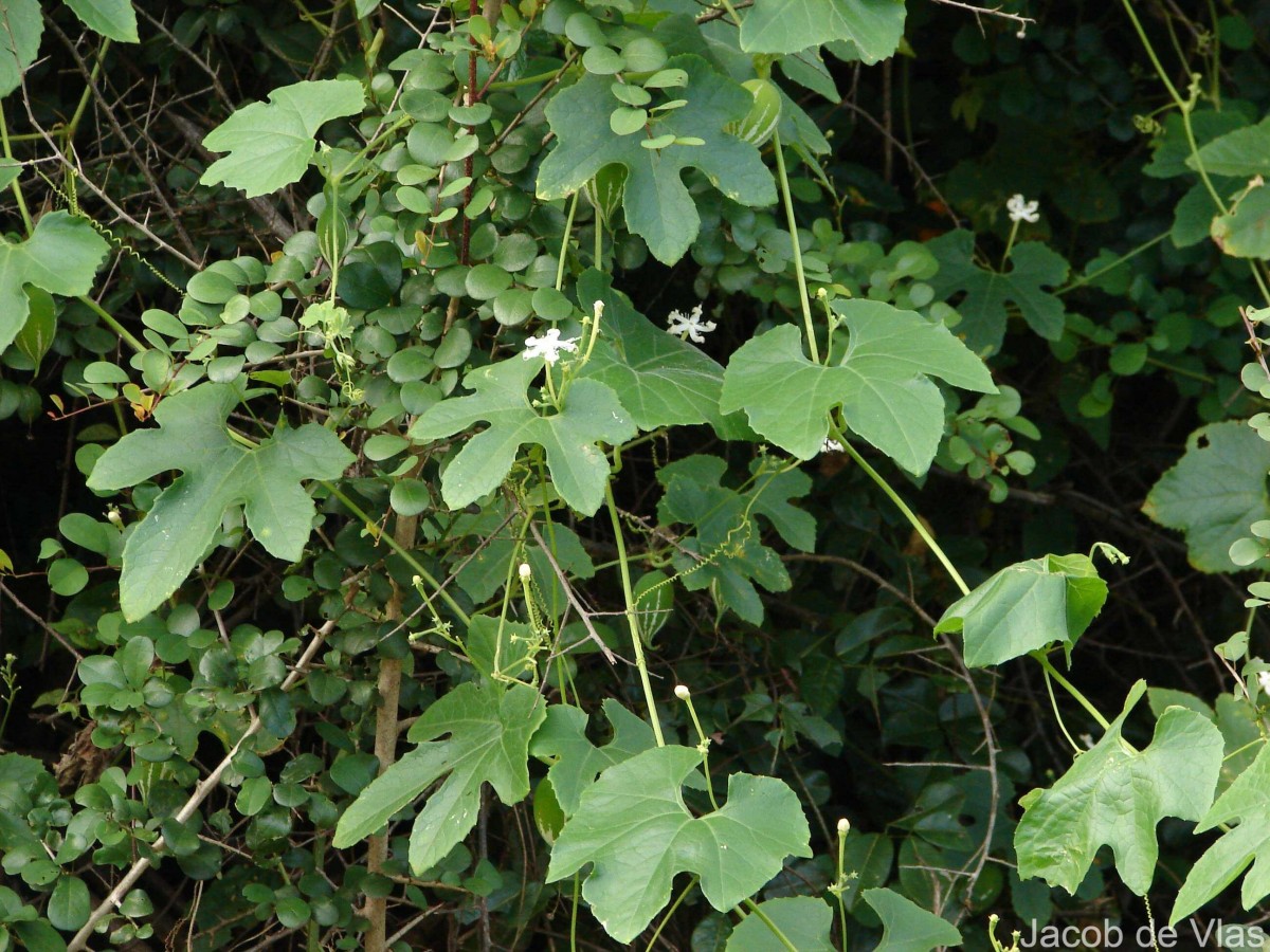 Trichosanthes cucumerina L.